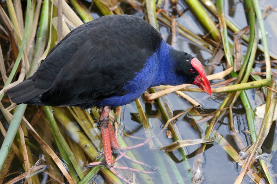 Purple Swamphen (Porphyrio porphyrio)